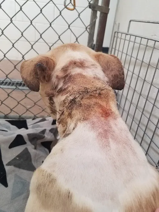 Vista Hills Animal Hospital: Shinaut Randy DVM Picture 4