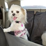 Vista Hills Animal Hospital
