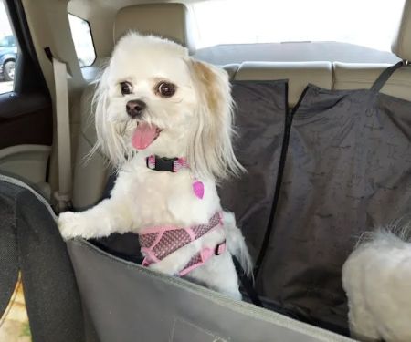 Vista Hills Animal Hospital