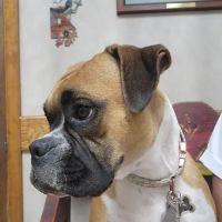 Adobe Animal Hospital ico