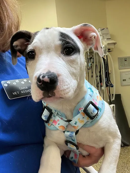 North Seattle Veterinary Clinic Picture 4