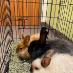 North Seattle Veterinary Clinic