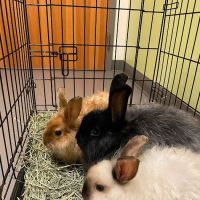 North Seattle Veterinary Clinic ico