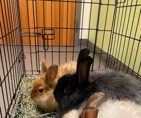 North Seattle Veterinary Clinic