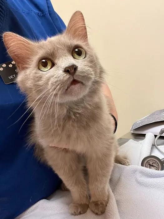 North Seattle Veterinary Clinic Picture 2