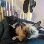 Vetco Vaccination Clinic
