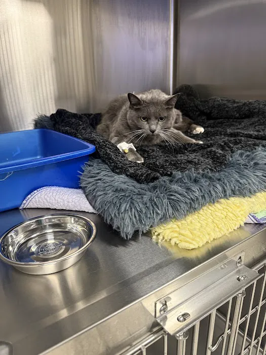 Timberline Vet Emergency & Specialty Picture 5