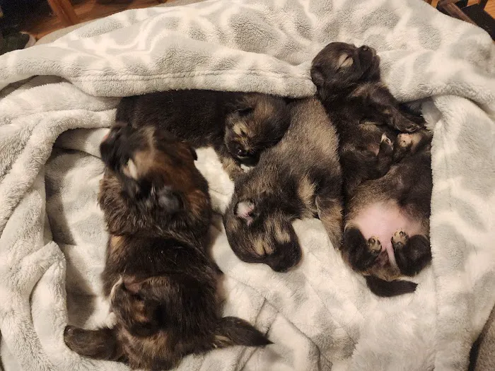 Pacific Paws Animal Hospital and Urgent Care Picture 1