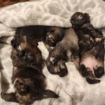 Pacific Paws Animal Hospital and Urgent Care