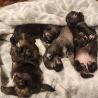 Pacific Paws Animal Hospital and Urgent Care ico