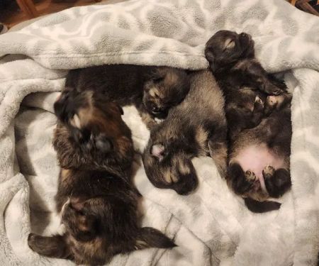 Pacific Paws Animal Hospital and Urgent Care