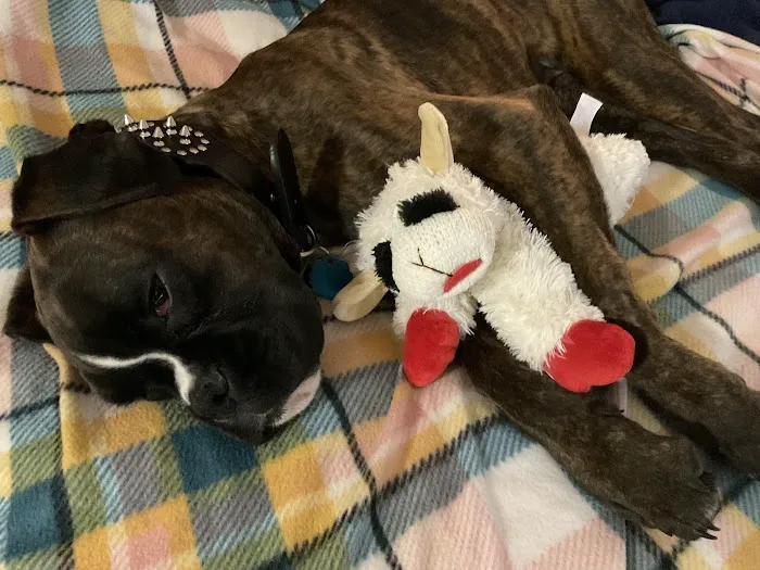 Pacific Paws Animal Hospital and Urgent Care Picture 10