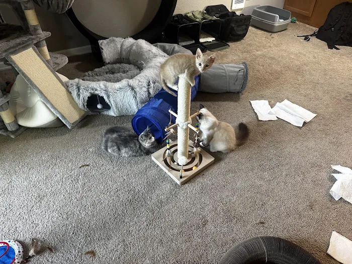 Pacific Paws Animal Hospital and Urgent Care Picture 7