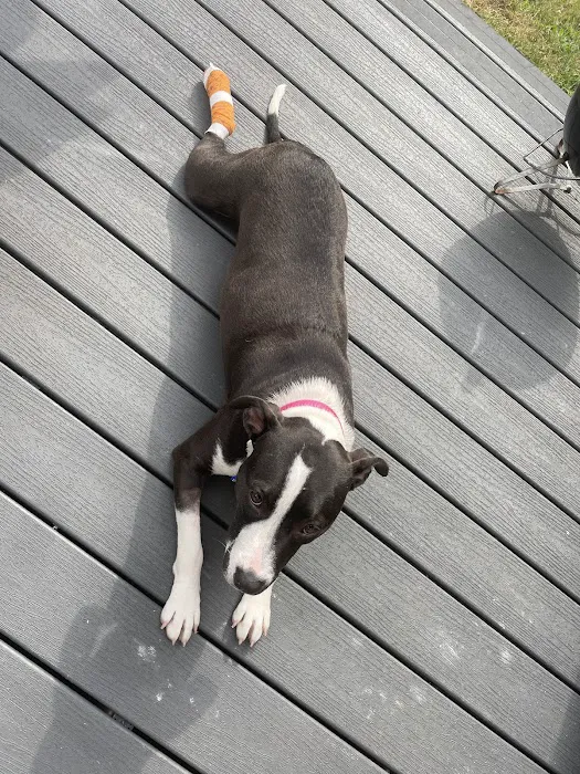 Pacific Paws Animal Hospital and Urgent Care Picture 6