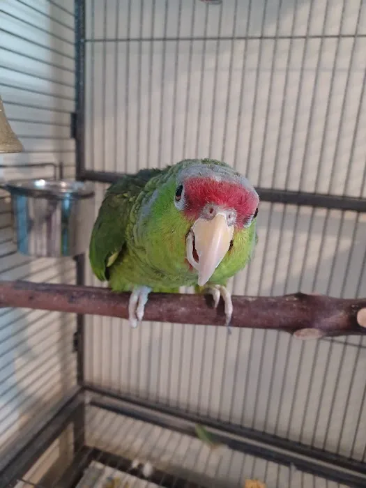 Bird & Exotic Clinic of Seattle Picture 8