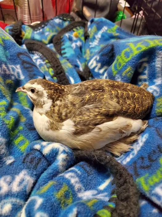Bird & Exotic Clinic of Seattle Picture 9