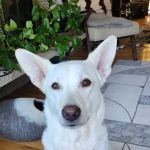 Pet Dermatology Partners