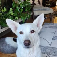 Pet Dermatology Partners ico