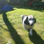 Banfield Pet Hospital