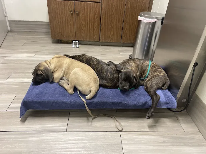 Alameda Animal Hospital Picture 5