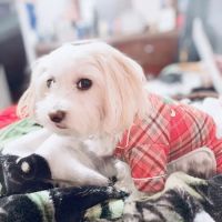 Alameda Animal Hospital ico