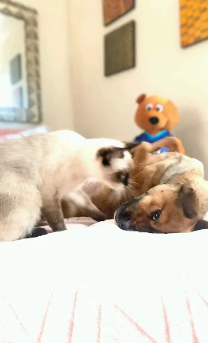 Alameda Animal Hospital Picture 7