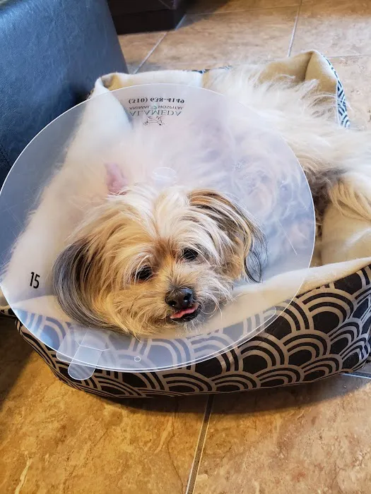 Alameda Animal Hospital Picture 9