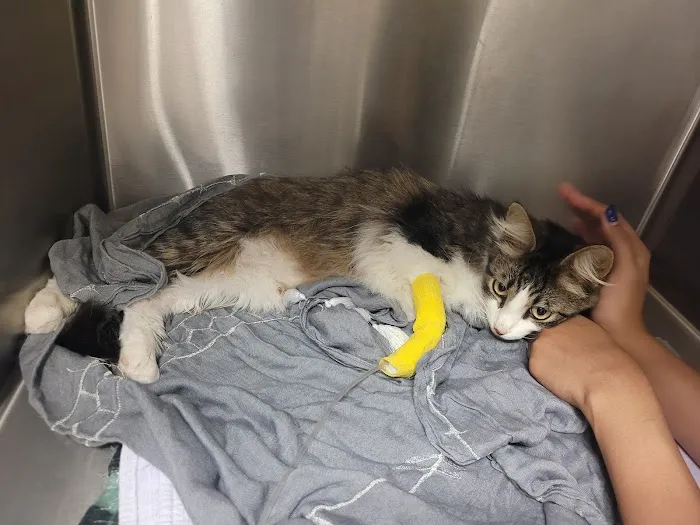 JH Animal Hospital Picture 5