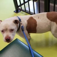 Animal Care Clinic ico