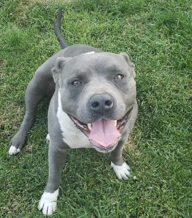 Crossroads Animal Emergency - Norwalk Picture 4