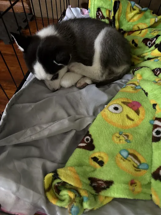 Crossroads Animal Emergency - Norwalk Picture 8