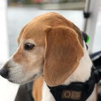 Animal Hospital of Newport Hills ico
