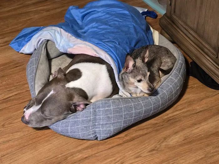 Banfield Pet Hospital Picture 8