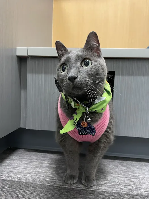 Galaxy Cats Vet Center Picture 8
