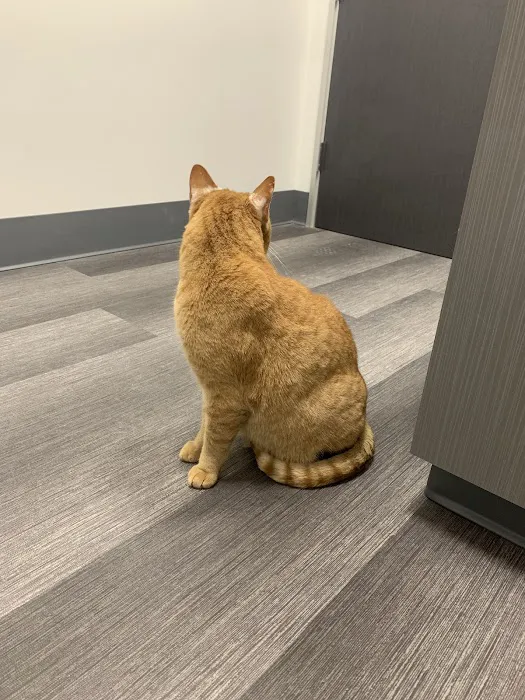 Galaxy Cats Vet Center Picture 9