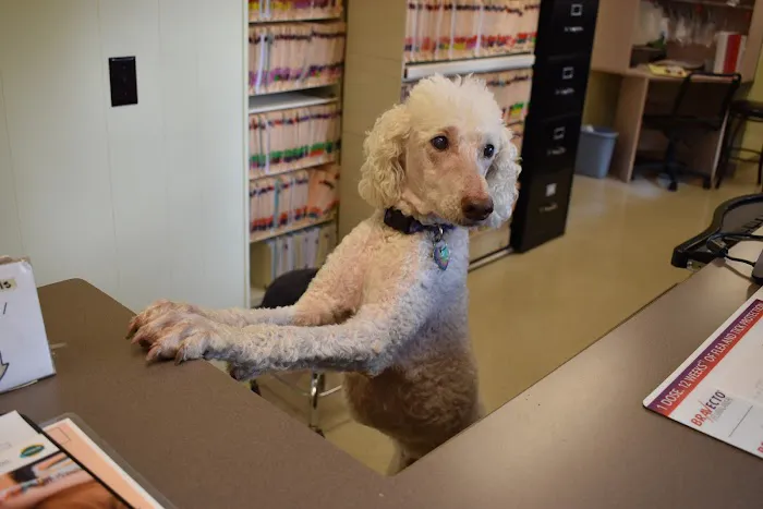 Cat & Dog Clinic of Bellevue Picture 3