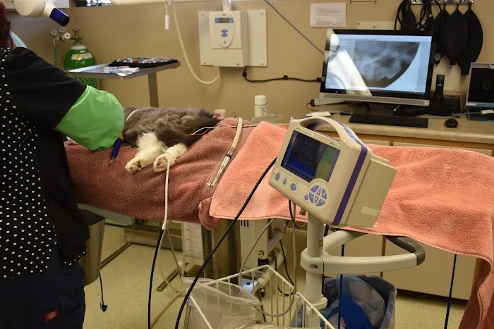 Cat & Dog Clinic of Bellevue Picture 2