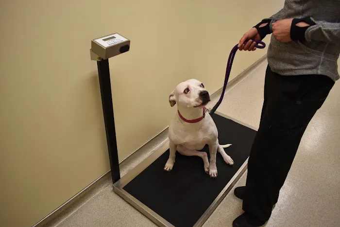 Cat & Dog Clinic of Bellevue Picture 1