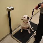 Cat & Dog Clinic of Bellevue