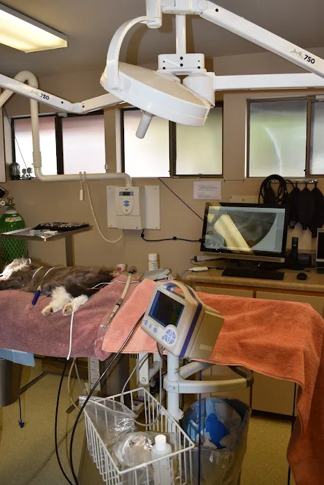 Cat & Dog Clinic of Bellevue Picture 6