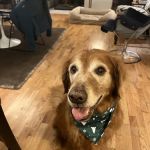 Bellevue Veterinary Emergency & Specialty