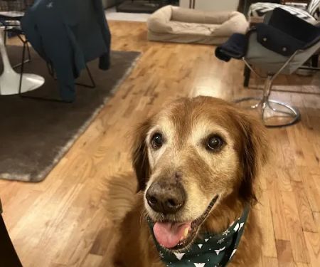 Bellevue Veterinary Emergency & Specialty