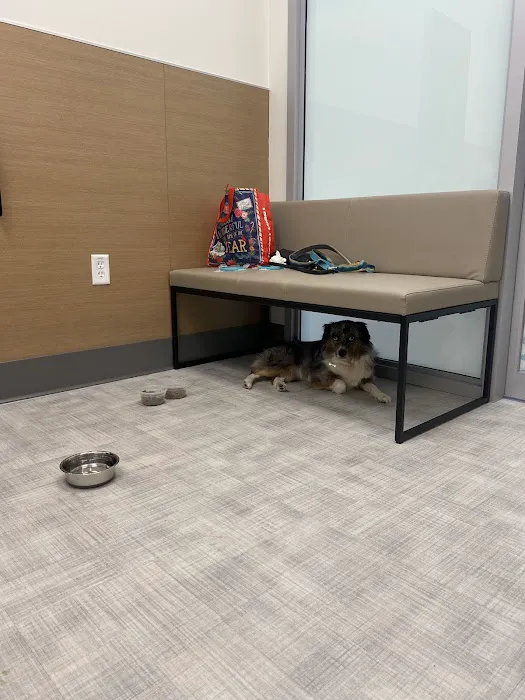 Bellevue Veterinary Emergency & Specialty Picture 6