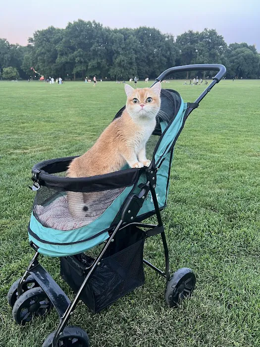 Whiskerton Cattery Picture 4