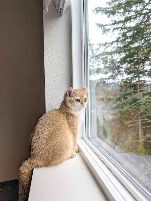 Whiskerton Cattery Picture 1