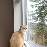 Whiskerton Cattery ico