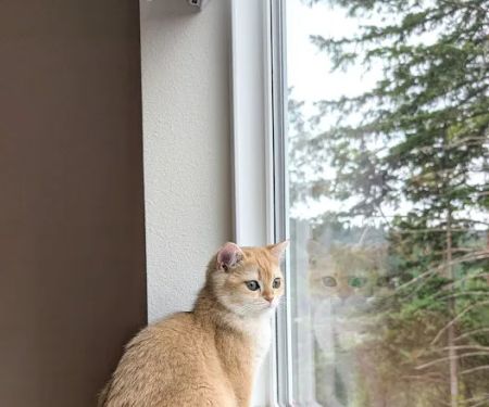 Whiskerton Cattery
