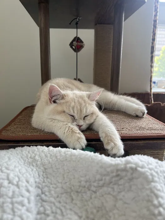 Whiskerton Cattery Picture 6