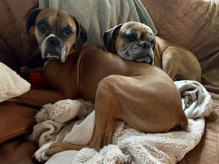 L&L Animal Urgent Care Picture 3