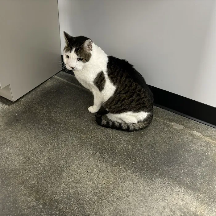 L&L Animal Urgent Care Picture 4